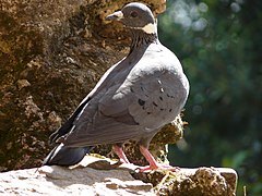 Columba albitorques