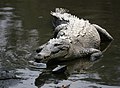 Spitzkrokodil (Crocodylus acutus)