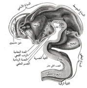 باطن الدماغ في الأسبوع الخامس.