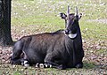 Nilgai