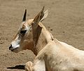 Scimitar-horned Oryx