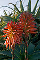 * Nomination Flowers of Aloe arborescens - Lanzarote, Canary Islands, Spain. --Nikodem Nijaki 11:49, 12 March 2013 (UTC) * Promotion Good quality. --JLPC 18:04, 12 March 2013 (UTC)