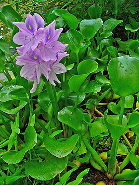 Folhas e flores de jacinto-de-água