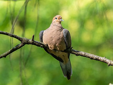 Mourning dove perched (61179)