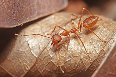 Oecophylla smaragdina