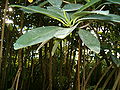 Rote Mangrove (Rhizophora mangle)