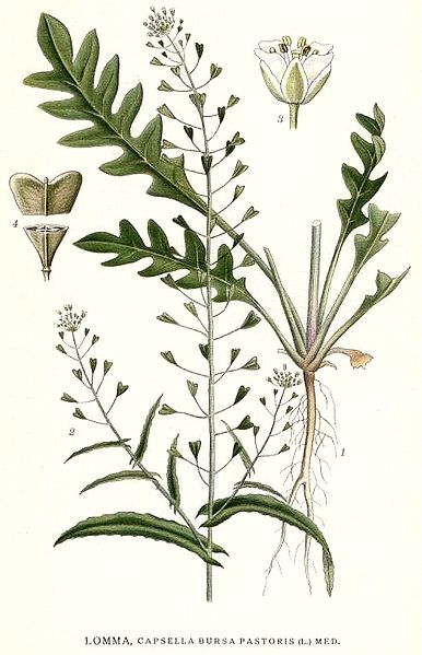 File:205 Capsella bursa pastoris.jpg