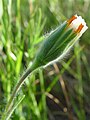 Achyrachaena mollis