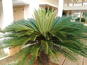 Um espécime de Cycas sp.