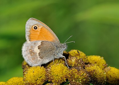 Coenonympha pamphilus (Small Heath)