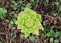 * Nomination The button rosette of Japanese butterbur (Petasites japonicus) breaks through the cold ground (16.3.2013) --Famberhorst 07:09, 19 March 2013 (UTC) * Decline Not sharp enough, sorry. Interesting object -- George Chernilevsky 07:31, 19 March 2013 (UTC)