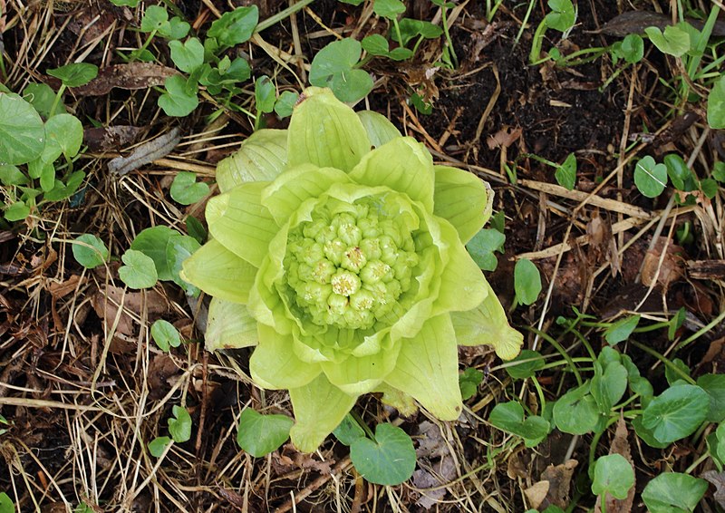 File:Japans hoefblad (Petasites japonicus).JPG