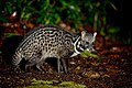 Malayan civet