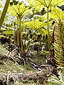 Trebah: Gunnera-Dschungel