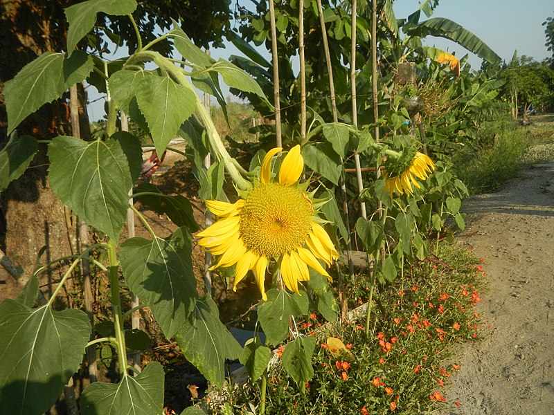 File:9944Bangkal Sunflowers in Bulacan 09.jpg