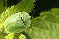 stor skjoldbille Cassida viridis er en av skjoldbillene