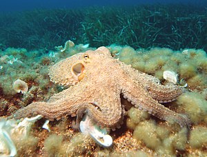 Κοινό χταπόδι (octopus vulgaris)