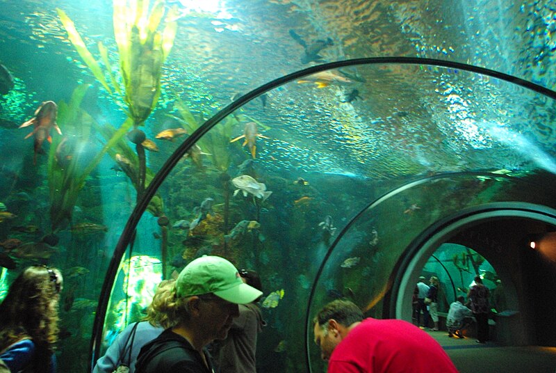 File:Oregon Coast Aquarium tube 1.JPG