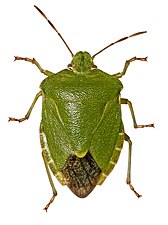 Gerçek böcekler (Hemiptera)