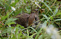 New England cottontail