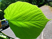 Leaf of common lime (Tilia × europaea) showing venation