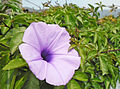 * Nomination Ipomoea cairica, or the Gairo Morning Glory flower in full bloom in Hong Kong. Photographed by Earth100 12:06, 12 March 2013 (UTC). * Promotion Ok, but, please, refrain from using those symblos for file names, it causes problems --Poco a poco 22:15, 12 March 2013 (UTC)