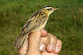 Bird in hand for ringing