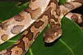 Mona Island boa