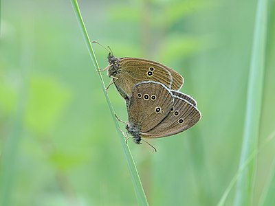 ♀ ♂ Aphantopus hyperantus (Ringlet), mating