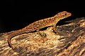 Mahabal's day gecko