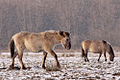 Koniks in de sneeuw