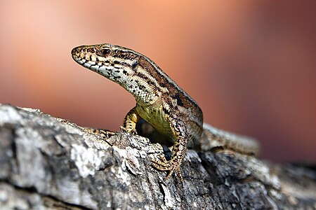 Lézard des murailles (Podarcis muralis) (8)