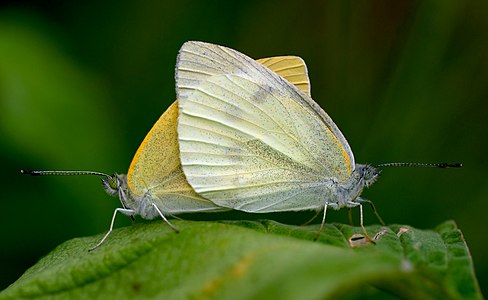 ♀ ♂ Pieris rapae (Small White), mating