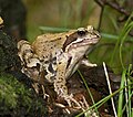 Grenouille rousse femelle (Allemagne).