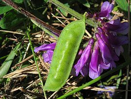 Vicia villosa