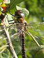 Peerbieter (Aeshna mixta)