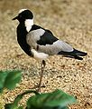 Blacksmith Lapwing