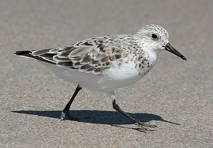 Yürüyüşü sırasında adımını atarken görüntülenen bir ak kum kuşu (Calidris alba).(Üreten:Ianaré Sévi)