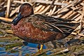 Cinnamon Teal, Anas cyanoptera