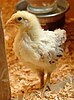 A Delaware chick at three weeks old