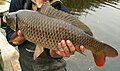 Esemplare di Cyprinus carpio pescato in un polder nei Paesi Bassi