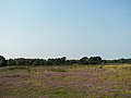 Wet sand heath near the Pietzmoor