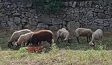 Ovejas pastando en Alpedrete