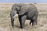 A male Elephant alone