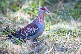 Columba guinea