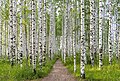 * Nomination: Birch grove (by Новинская Г.) --FBilula 12:14, 18 September 2024 (UTC) * * Review needed