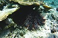 Acanthaster planci