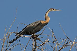 immature Lake Baringo, Kenya