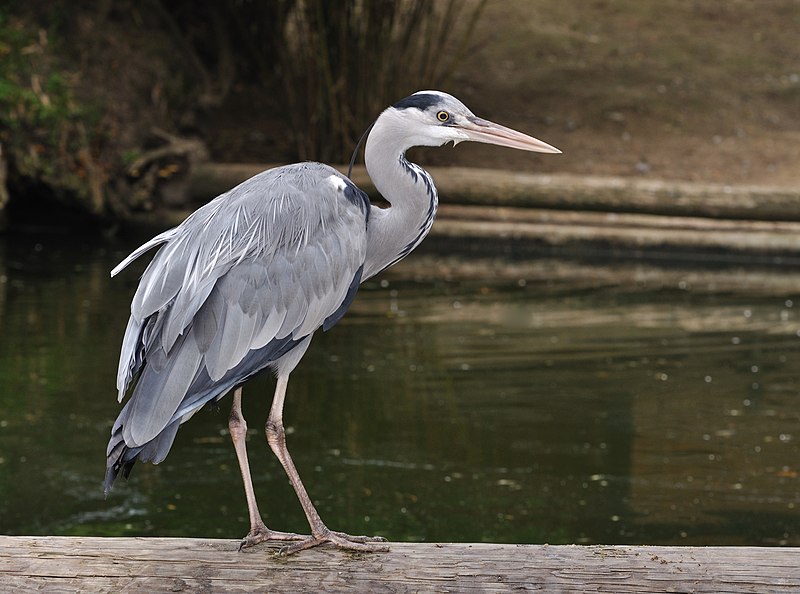 File:Ardea cinerea qtl3.jpg