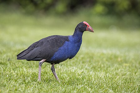 Australasian swamphen (Porphyrio melanotus) Tiritiri Matangi